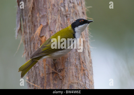 White-Himalaja-Honigfresser (Melithreptus Lunatus) Stockfoto