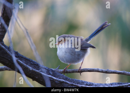 weibliche hervorragende Fairy-Zaunkönig (Malurus Cyaneus) Stockfoto