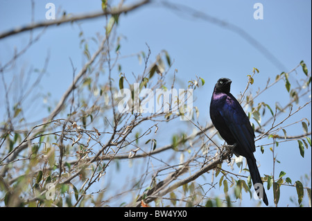 Rüppell Long-tailed Starling - Rüppell glänzend-Starling Blauwe (Glanzstare Purpuropterus) auf Ast Stockfoto