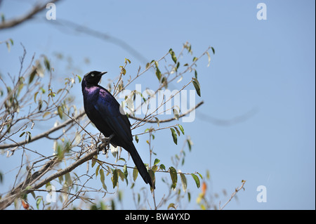 Rüppell Long-tailed Starling - Rüppell glänzend-Starling Blauwe (Glanzstare Purpuropterus) auf Ast Stockfoto