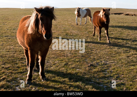 Islandpferde, Island. Stockfoto