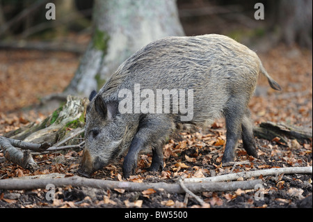 Wildschwein (Sus Scrofa) Weibchen auf der Suche nach Nahrung Stockfoto