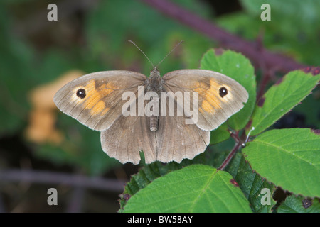 Wiese braun Schmetterling (Maniola Jurtina) mit Flügel vollständig geöffnet Stockfoto