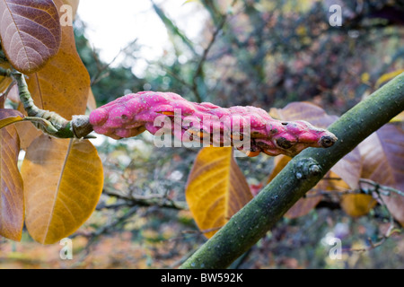 Magnolia ' Caerhays Belle Samen in einer Schote Stockfoto