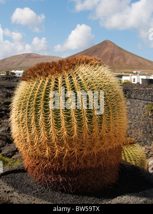 Kaktus im Cesar Manrique Haus Stockfoto