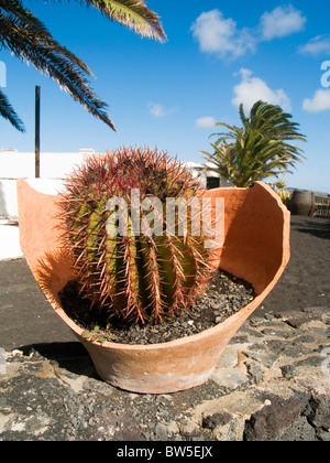 Kaktus im El Grifo Wein Museum, Lanzarote Stockfoto