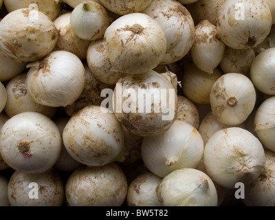 Weiße Zwiebeln Stockfoto