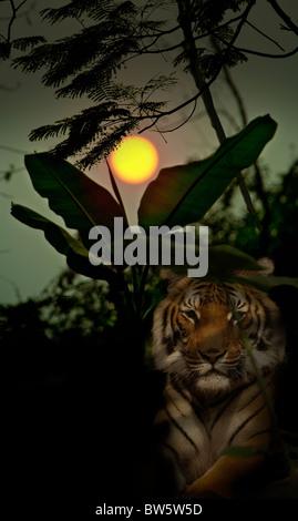 Wald-Szene mit Sonne niedrig am Himmel und ein Tiger im Vordergrund überlagert. Stockfoto