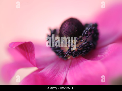 Eine einzelne rosa Anemone De Caen Coronaria Blume Stockfoto