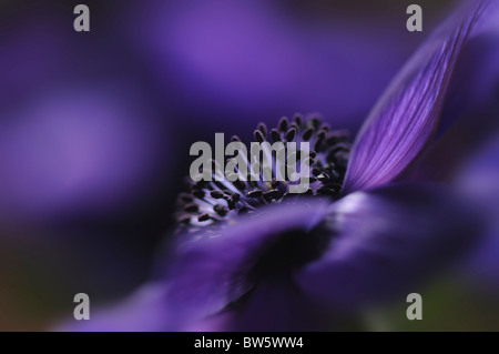 Eine einzelne lila Anemone De Caen Coronaria Blume Stockfoto