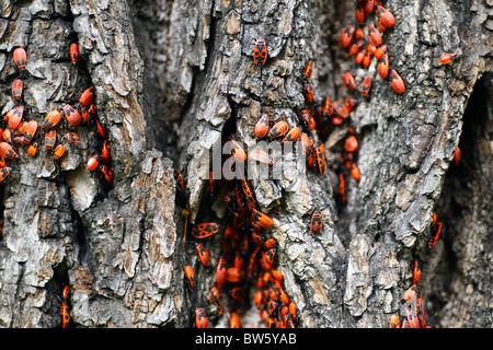 Die Firebug, Pyrrhocoris Apterus. Stockfoto