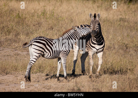 Young Burchell-Zebra Importunes seiner Mutter Stockfoto