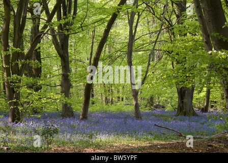 Glockenblumen in einem Bluebell Holz North Downs Surrey UK Stockfoto