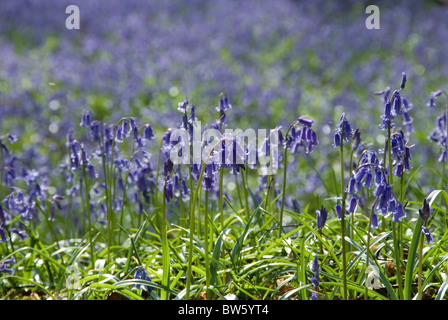 Glockenblumen in einem Bluebell Holz North Downs Surrey UK Stockfoto