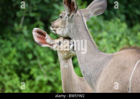 Größere Kudu-Kalb mit Mutter Tragelaphus Strepsiceros Ruaha Nationalpark Tansania Stockfoto