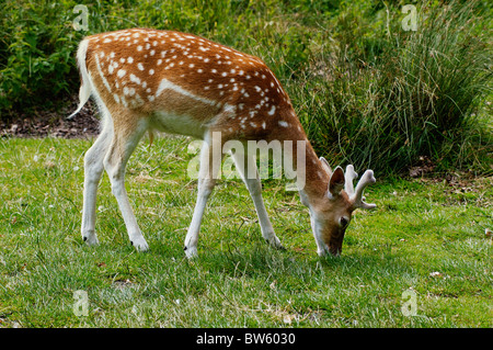 Damwild in Bradgate Park, Newtown Linford, Leicestershire, England. Stockfoto