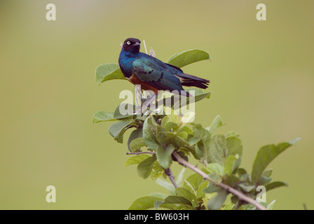 Superb Starling sitzend auf AST Glanzstare Superbus Ruaha Nationalpark Tansania Stockfoto