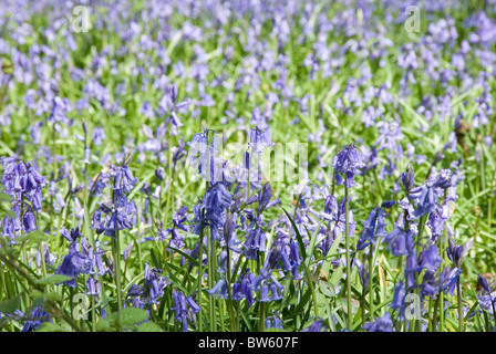 Glockenblumen in einem Bluebell Holz North Downs Surrey UK Stockfoto