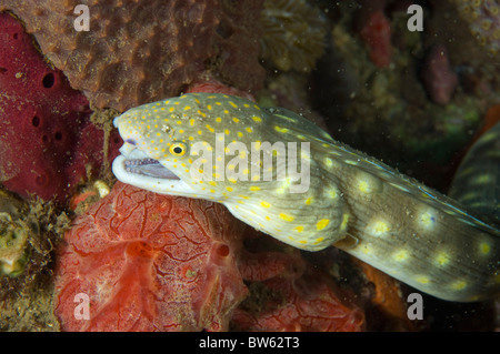 Schlange Aale Myrichthys Breviceps Sharptail Aal Korallenriff St Vincent Eastern Caribbean Stockfoto