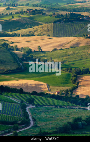 Die Heimat des berühmten Brunello di Montalcino Weine, die rollenden Hügeln in der Nähe von Montalcino, Toskana Italien Stockfoto