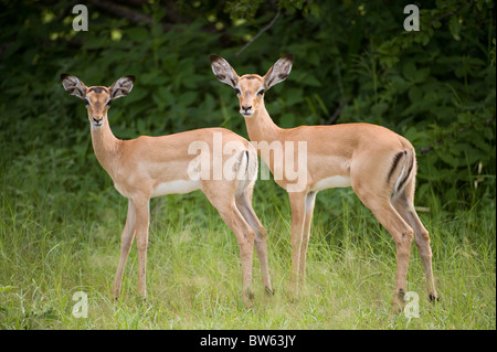 Zwei junge Impala Kälber schaut Ruaha national Parkn Tansania Stockfoto