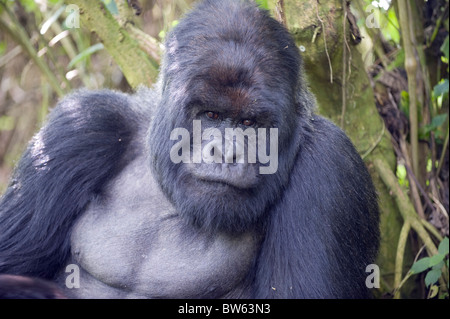 Berggorilla Gorilla Gorilla Berengei Silberrücken männlichen Parc National des Vulkane Ruanda Stockfoto