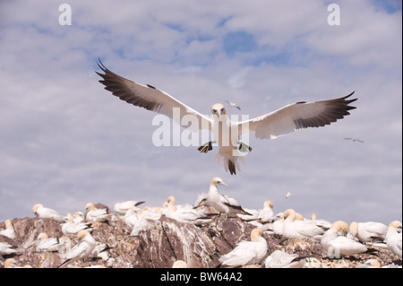 Basstölpel im Flug nähert sich nisten Standort in Gannetry am Bass Rock Firth of Forth UK Stockfoto