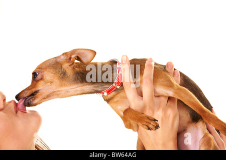 Nahaufnahme der kleine Hund in weiblichen Händen leckt seinen Besitzer Stockfoto