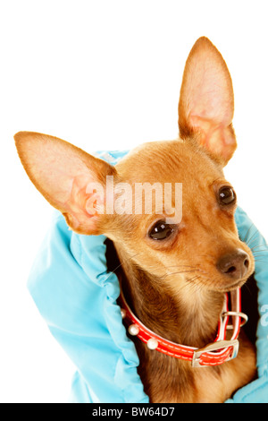 Nahaufnahme des kleinen Chinuahua Hund in blaue Kleidung Stockfoto