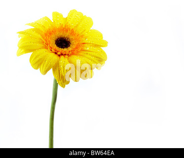 Bild von gelben Daisy isoliert auf weißem Hintergrund Stockfoto