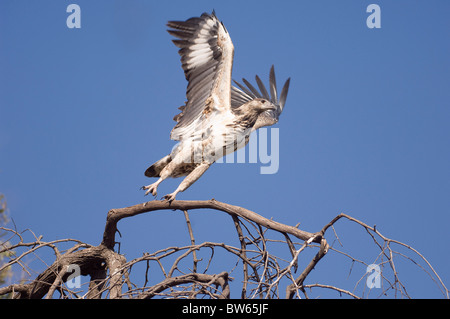 Juvenile martial Adler monotypisch Bellicosus Flug von einem Baum Linyanti Region Botswana Stockfoto