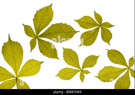 Aesculus - Rosskastanie Blätter angeordnet auf einem weißen Hintergrund Stockfoto
