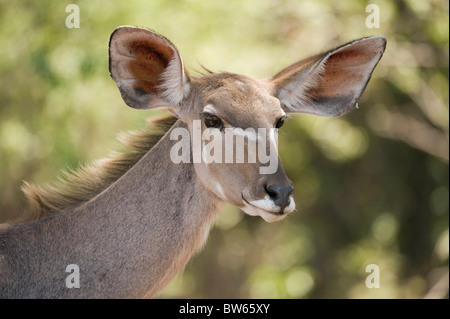 Mehr weibliche Kudu Tragelaphus Strepsiceros Okavangodelta Stockfoto