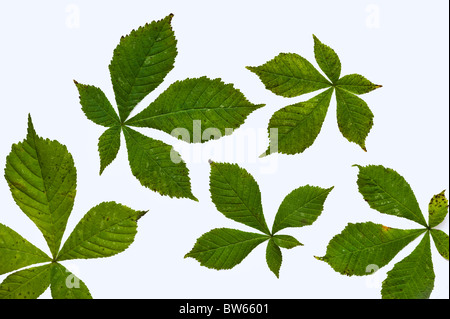 Aesculus - Rosskastanie Blätter angeordnet auf einem weißen Hintergrund Stockfoto
