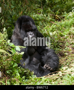 Silverback Gorilla sitzen im Unterholz Gorilla Gorilla Beringei männlichen Parc National des Vulkane Ruanda Stockfoto