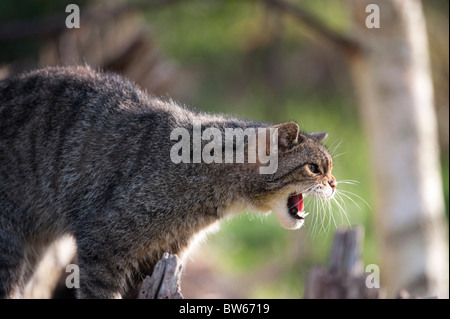 Knurrend schottische Wildkatze Felis Silvestris Silvestris UK Stockfoto