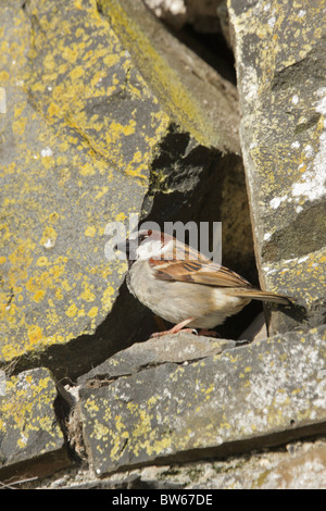 Haussperling Passer Domesticus männlich vom Brutplatz in Steinwand Inverness-Shire-Hochland-UK Stockfoto