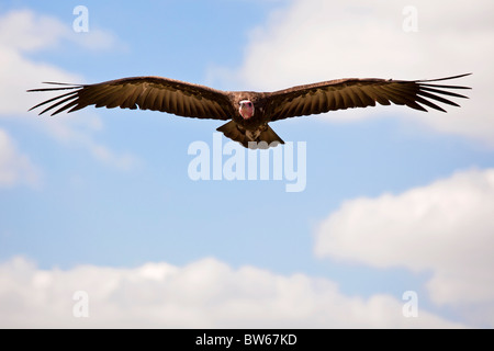 Mit Kapuze Geier im Flug Stockfoto