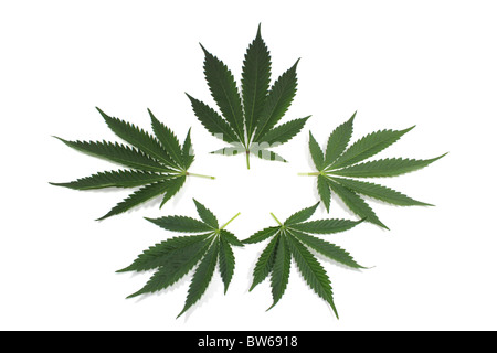 Marihuana (Cannabis) Blätter angeordnet für Hintergrund oder Logo. Isoliert auf weiss Stockfoto