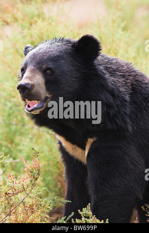 Asiatische Schwarzbären Porträt in der Natur Stockfoto