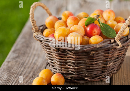 Korb voll mit kleinen gelben Pflaumen (Prunus Domestica SSP. Syriaca) auf einem alten Holzbrett Stockfoto