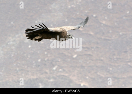 Andenkondor gleiten im Colca Canyon in der Nähe von Arequipa, Peru. Stockfoto