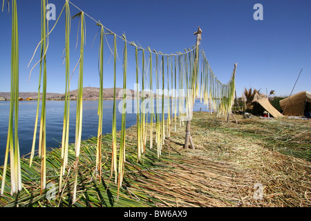 Totora-Schilf, Inseln der Uros trocknen, Inseln die schwimmende im Titicaca-See, Puno, Peru. Stockfoto