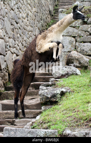 Lama springen auf den Terrassen am Machu Picchu, Peru, Südamerika. Stockfoto