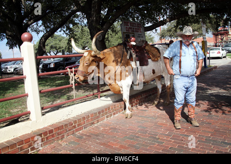 Cowboy mit seiner Kuh am Stock Yards in Fort Worth Stockfoto