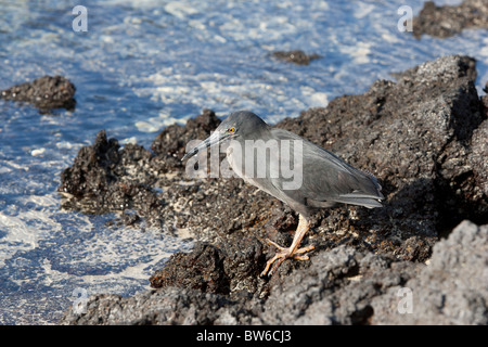 Gekerbten Reiher (Butorides Striata Sundevalli), Galapagos Unterart, Nahrungssuche auf Genovesa Island, Galapagos. Stockfoto