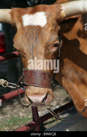 Big Jake, Longhorn Kuh in Fort Worth Cattle Drive Stockfoto