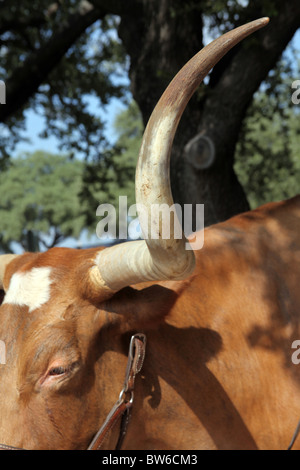 Longhorn Kuh Stockfoto