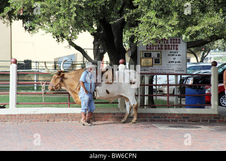 Cowboy mit seinem Longhorn Kuh am Stock Yards in Fort Worth Stockfoto