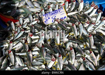 ISTANBUL, TÜRKEI. Fangfrische Makrelen zum Verkauf auf dem Fischmarkt (Balikcisi) von der Galata-Brücke in Karaköy Bezirk. 2010 Stockfoto